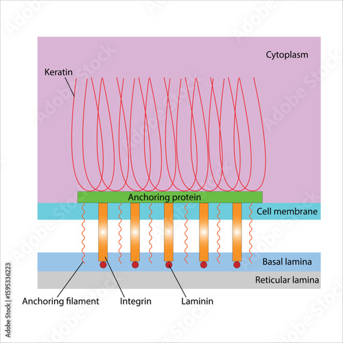 Hemidesmosome - Cell basal lamina Interactions 