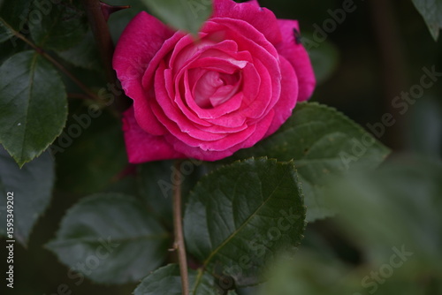 Wallpaper Mural quantum valentine roses on different scales and close-ups Torontodigital.ca