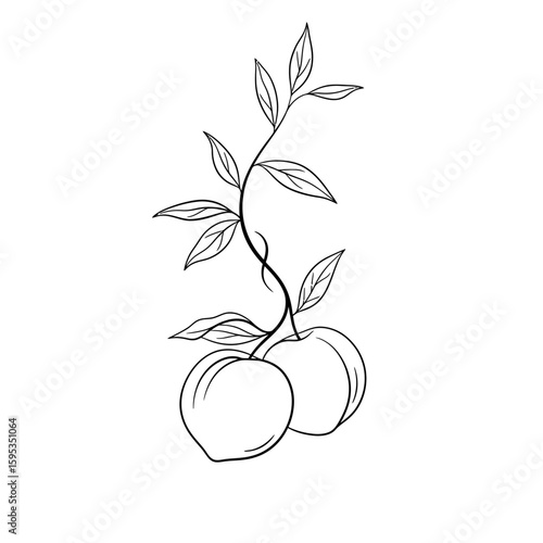 Line art drawing of two peaches hanging from a leafy branch on white background