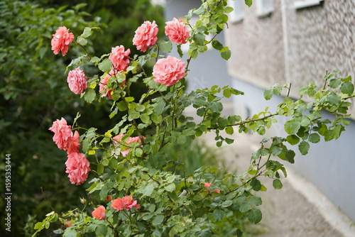 Wallpaper Mural quantum valentine roses on different scales and close-ups Torontodigital.ca
