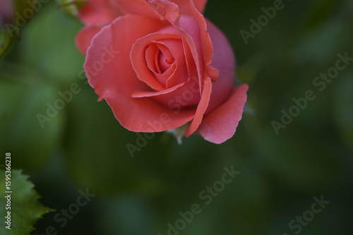 Wallpaper Mural quantum valentine roses on different scales and close-ups Torontodigital.ca