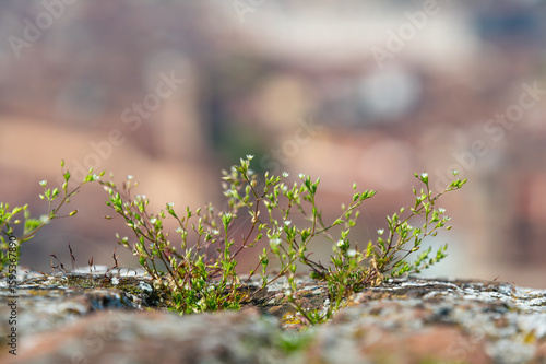Close-up image of a plant with flower blossoms