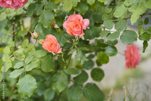 Wallpaper Mural quantum valentine roses on different scales and close-ups Torontodigital.ca