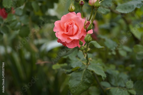 Wallpaper Mural quantum valentine roses on different scales and close-ups Torontodigital.ca