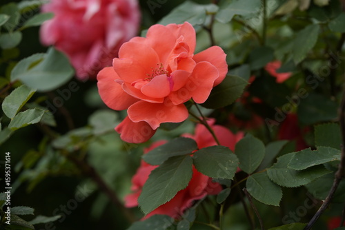 Wallpaper Mural quantum valentine roses on different scales and close-ups Torontodigital.ca