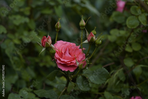 Wallpaper Mural quantum valentine roses on different scales and close-ups Torontodigital.ca
