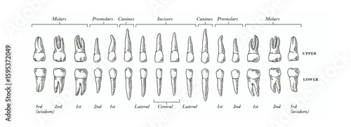 Fotografie Dental Anatomy Illustration detailed illustration meticulously showcases the intricate anatomy of human teeth, labeling various types of teeth for educational purposes