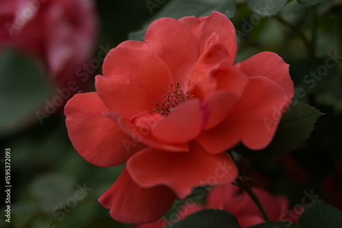 Wallpaper Mural quantum valentine roses on different scales and close-ups Torontodigital.ca