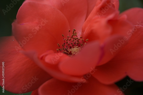 Wallpaper Mural quantum valentine roses on different scales and close-ups Torontodigital.ca