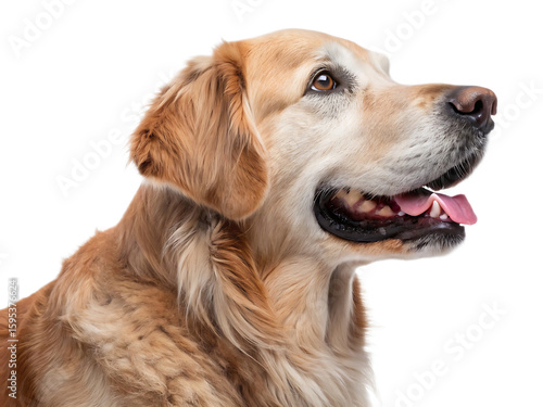 Golden retriever with mouth open and tongue out isolated on a black background looking right