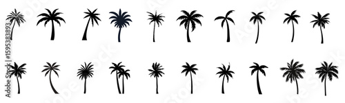palm trees silhouette.
