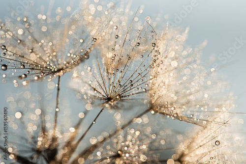 Złote dmuchawce w kroplach wody, abstrakcyjne tło kwiatowe.