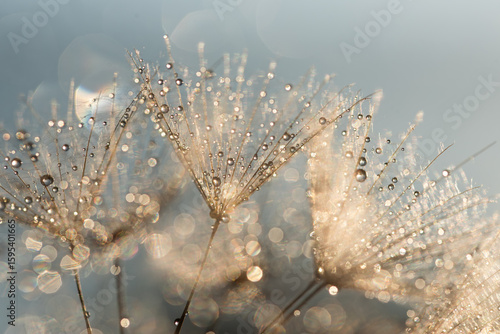 Złote dmuchawce w kroplach wody, abstrakcyjne tło kwiatowe.