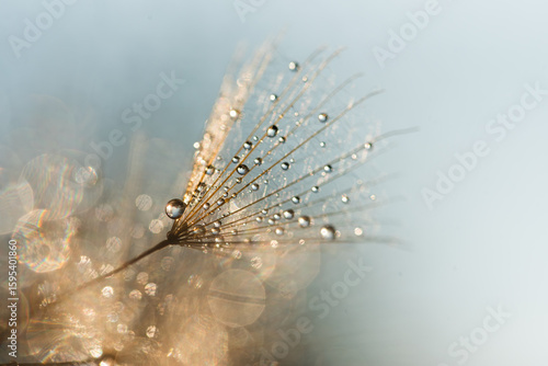 Złote dmuchawce w kroplach wody, abstrakcyjne tło kwiatowe.