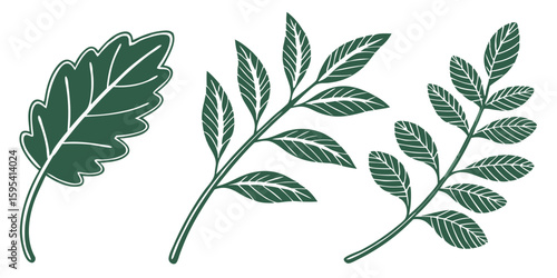 botanical green leaf collection with detailed hand drawn foliage illustrations showing natural plant species and organic vegetation isolated on white background.