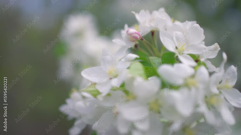 Close up of apple tree white flowers blooming in spring Close up of apple tree white flowers blooming in spring