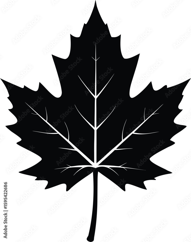 Fototapeta premium Black maple leaf silhouette with textured detail isolated on white background