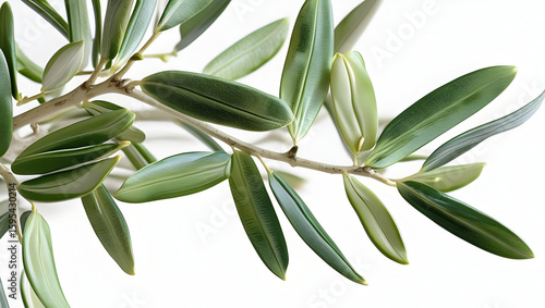 Olive Tree Branch isolated on transparent background  