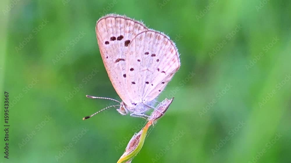 custom made wallpaper toronto digitalPale Grass Blue Butterfly [Pseudozizeeria maha] Resting on Grass – 4K Footage