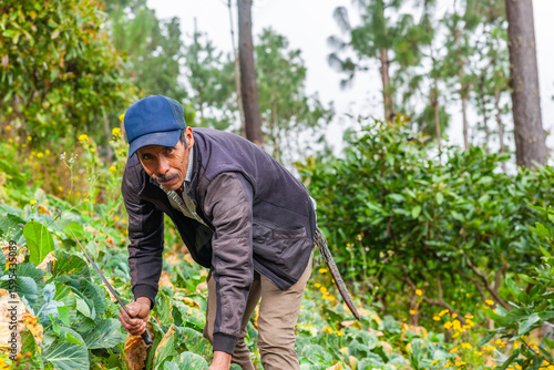 Portrait of an adult farmer in a cabbage field in Latin America.