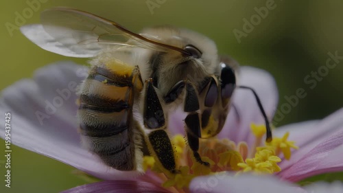 Bee Flower Nectar