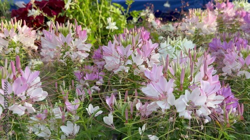 Slide shot of white and light pink Cleome in full bloom