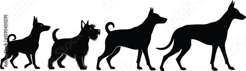 Silhouettes of four dog breeds in different sizes, black vector illustration, pet lovers design, animal graphic, canine identification chart