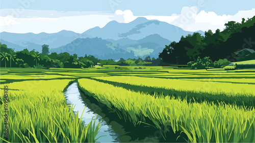 Traditional Rice Paddy Field Cultivation Scene Agriculture
