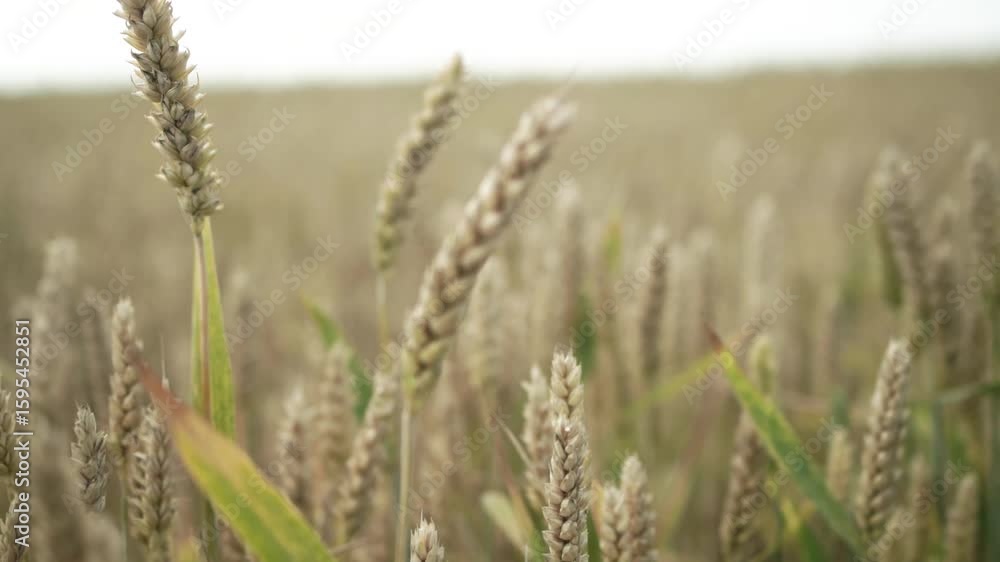 Golden Wheat Field Under a Clear Blue Sky Golden Wheat Field Under a Clear Blue Sky