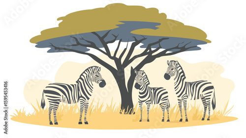 Zebras Under Acacia Tree in African Savanna Wildlife Scene