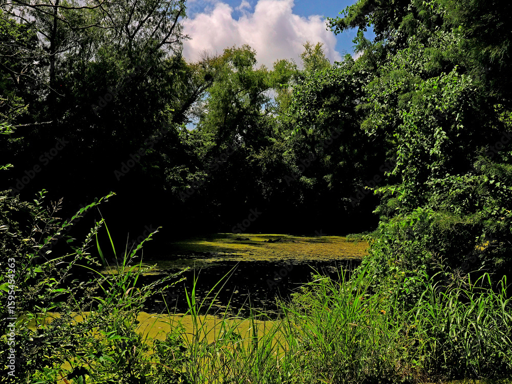 Obraz premium Moss Covered Pond With Tall Foreground Grass_1010998