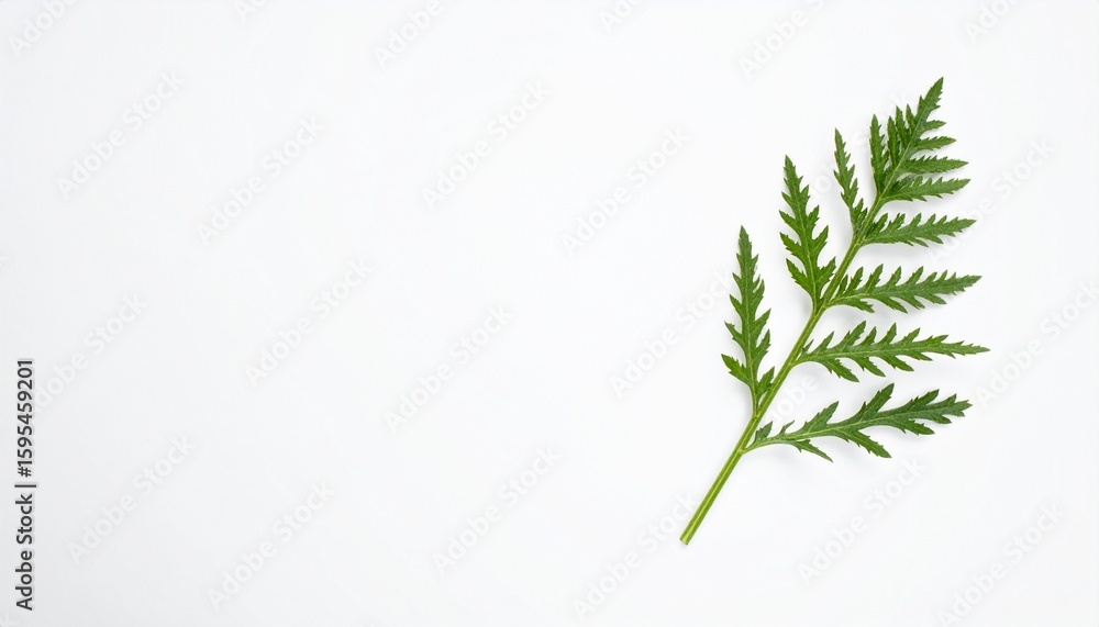 Delicate green fern leaf isolated on a clean white background with ample copy space Delicate green fern leaf isolated on a clean white background with ample copy space
