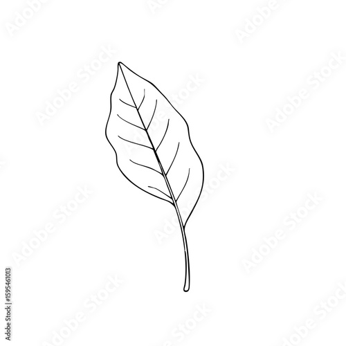 Simple line sketch of a bay leaf for culinary and decorative use  