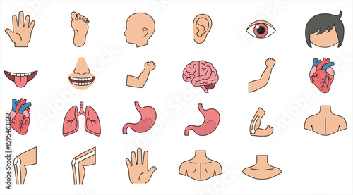Human Body Parts Icons Medical and Healthcare Vector Collection