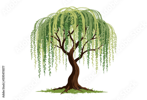 Willow tree with drooping branches on white background  