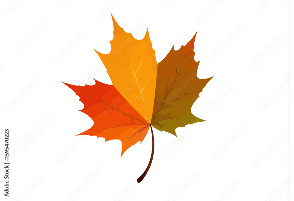 Fototapeta premium Autumn maple leaf with orange and yellow colors on white background 