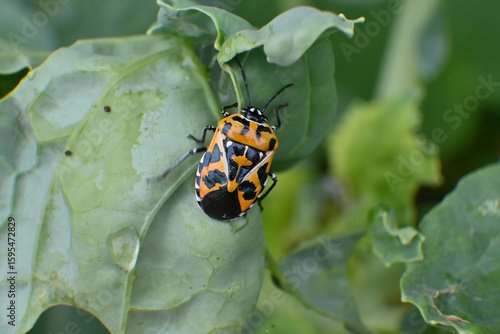 Harlequin bug on broccoli leaf in garden