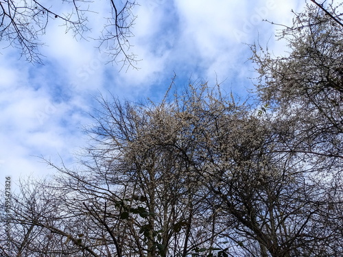 White blossoms on bare tree branches against a dynamic cloudy blue sky in London