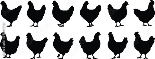 Chicken silhouette vector collection, farm poultry animal graphic set, black bird pose illustration pack, agriculture icon design artwork bundle