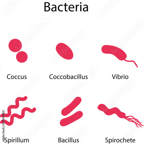 Bacteria types, classification of shapes vector illustration design on transparent background. coccus, coccobacillus, vibrio, spirillum, bacillus, spirochete