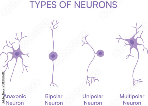 Types, classification of neurons vector illustration design on transparent background. anaxonic, unipolar, bipolar, multipolar neuron