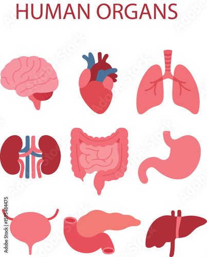 set of human organs vector illustration on transparent background. brain, heart, lungs, kidney, stomach, intestine, bladder, pancreas, liver