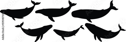 Silhouettes of diverse whale species, marine life illustration, aquatic animal diversity, sea mammal design, ocean wildlife, conservation, nature awareness vector