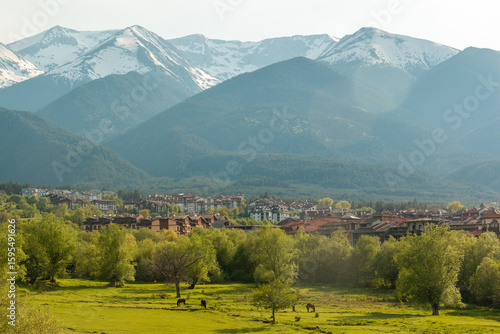 View of horses grazing in forested parkland, with the snowcapped Pirin Mountains in the background, near the town of Bansko in southeastern Bulgaria