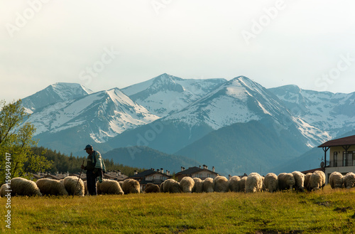 A shepherd watches over his sheep grazing in forested parkland with the snow-capped Pirin Mountains in the background, near the touristy town of Bansko in southeastern Bulgaria