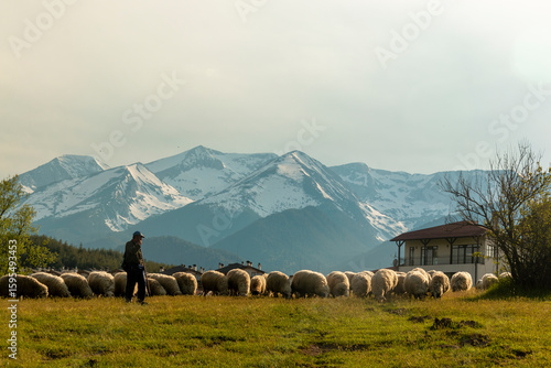 A shepherd watches over his sheep grazing in forested parkland with the snowcapped Pirin Mountains in the background, near the touristy town of Bansko in southeastern Bulgaria