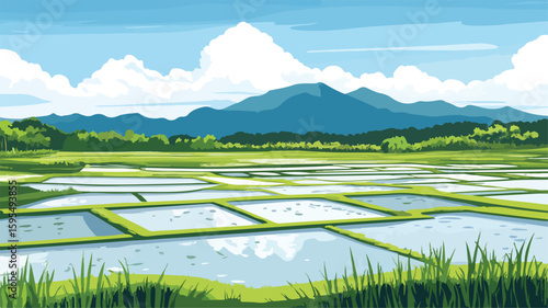 Traditional Rice Paddy Field Cultivation Scene Agriculture