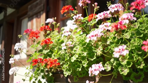 Wallpaper Mural Flowering plant box on a rustic, wooden building facade Torontodigital.ca