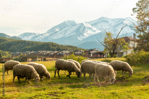 View of sheep grazing in forested parkland, with the snow-capped Pirin Mountains in the background, near the touristy town of Bansko in southeastern Bulgaria