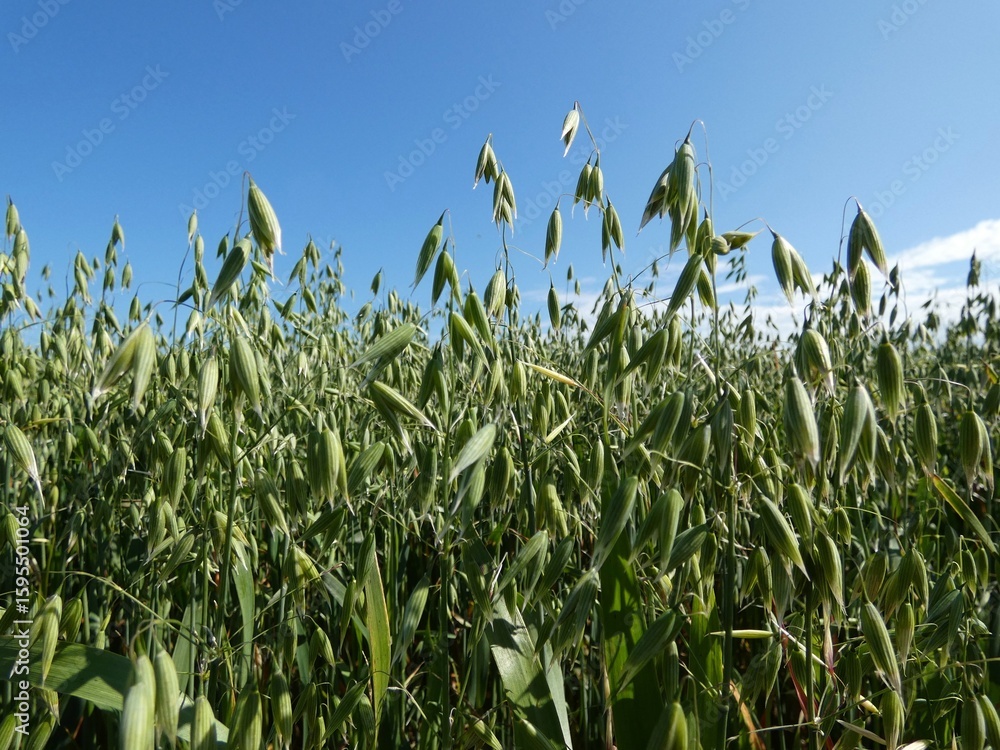 Fototapeta premium lush green oat field under a clear blue summer sky.